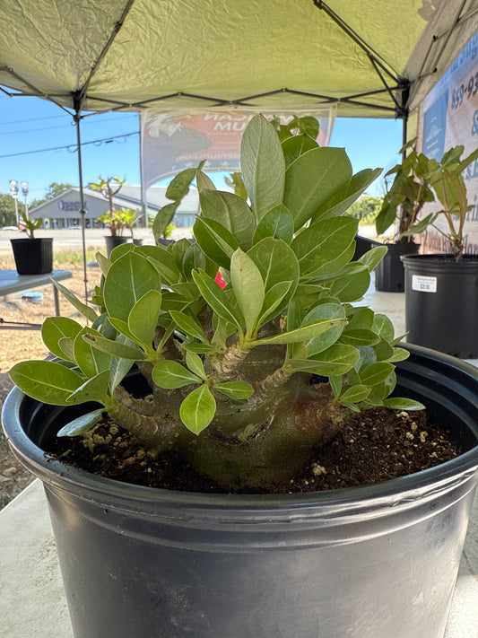 Adenium Socotranum Arabicum Hybrid