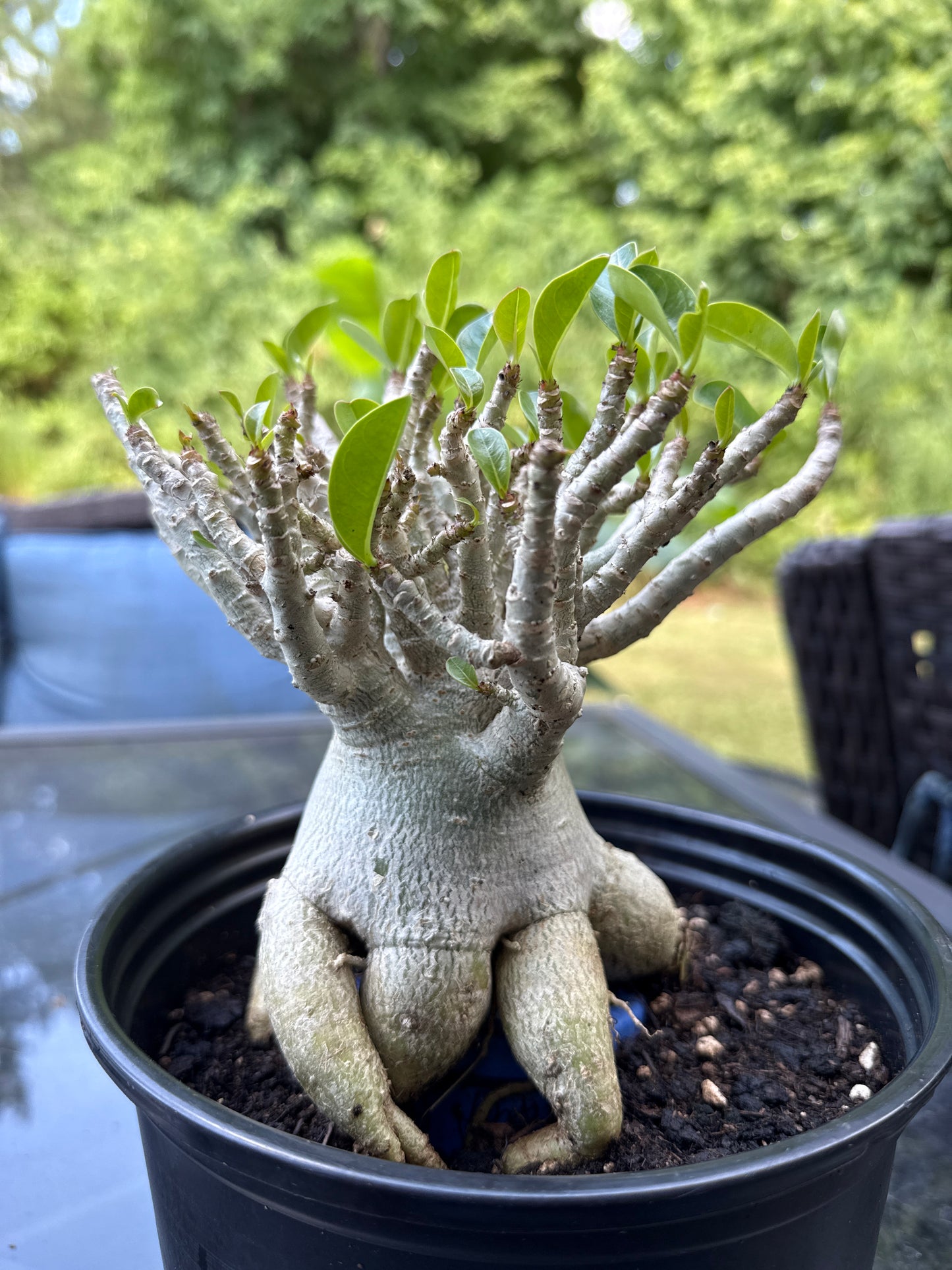 Adenium Arabicum Hybrid