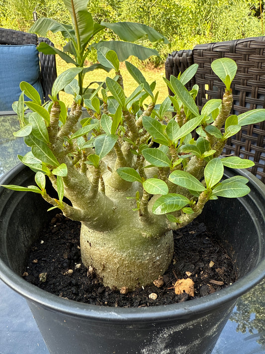 Adenium Arabicum Hybrid