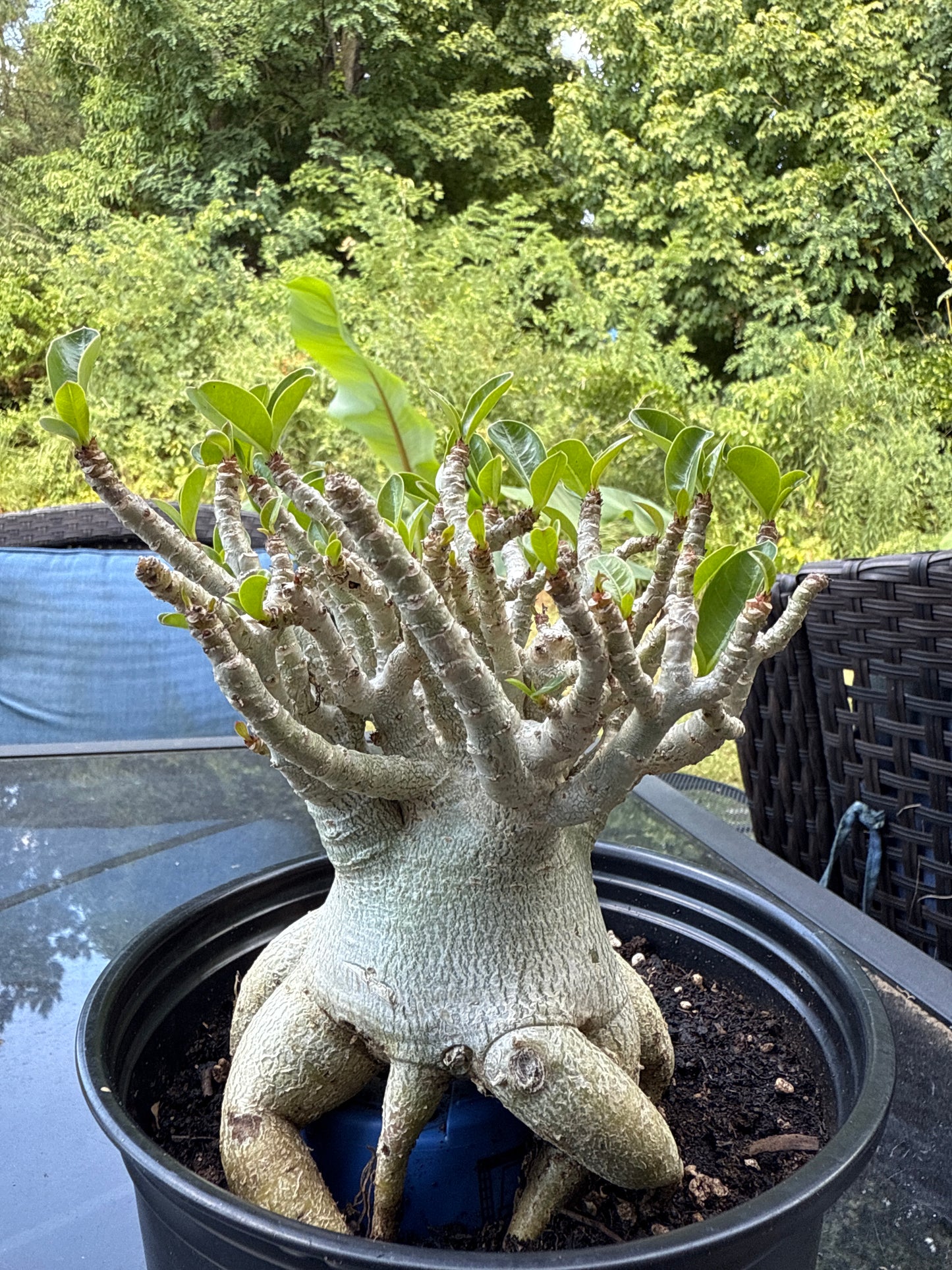 Adenium Arabicum Hybrid