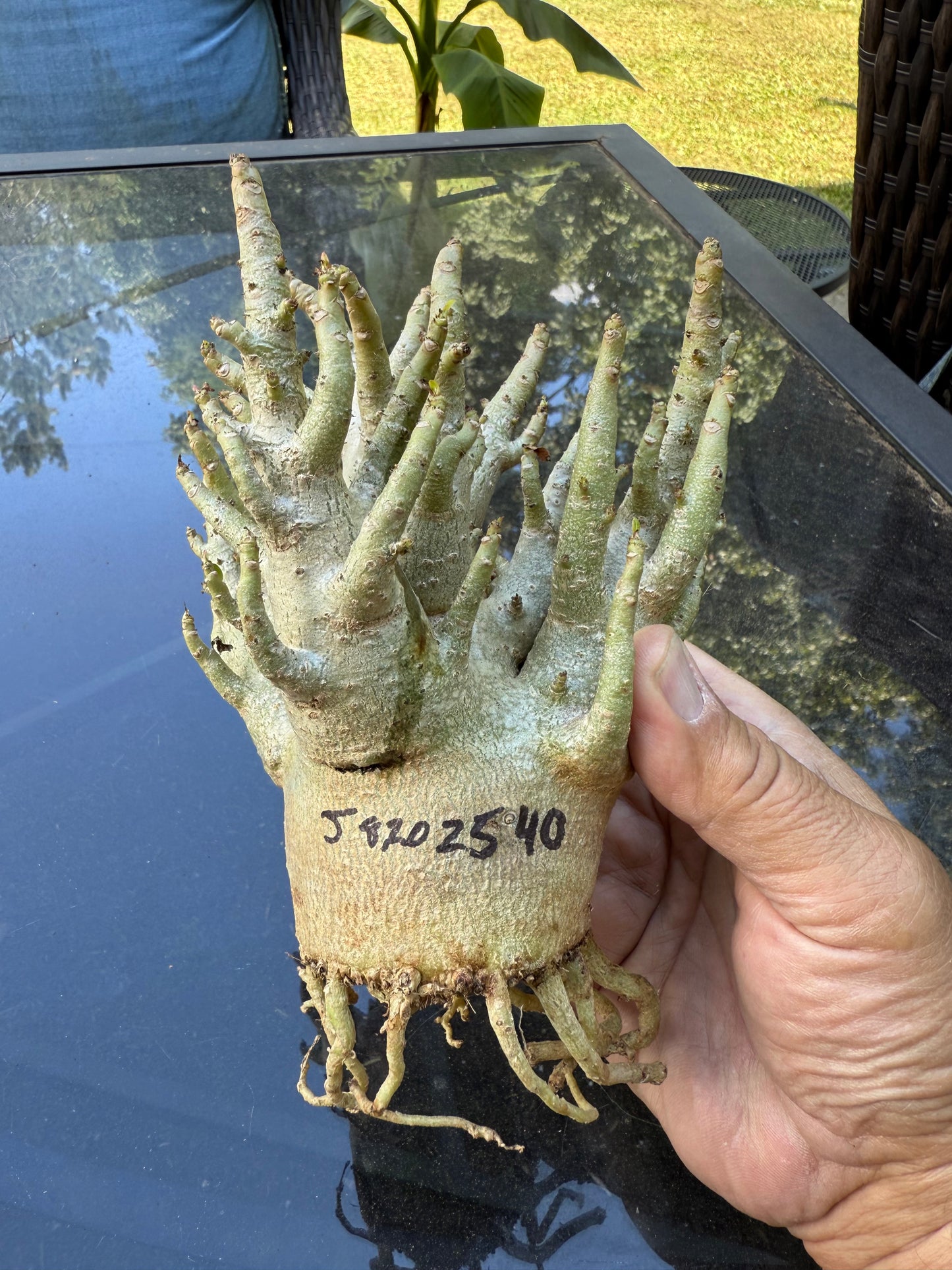 Adenium Thai Soco Arabicum hybrid 
