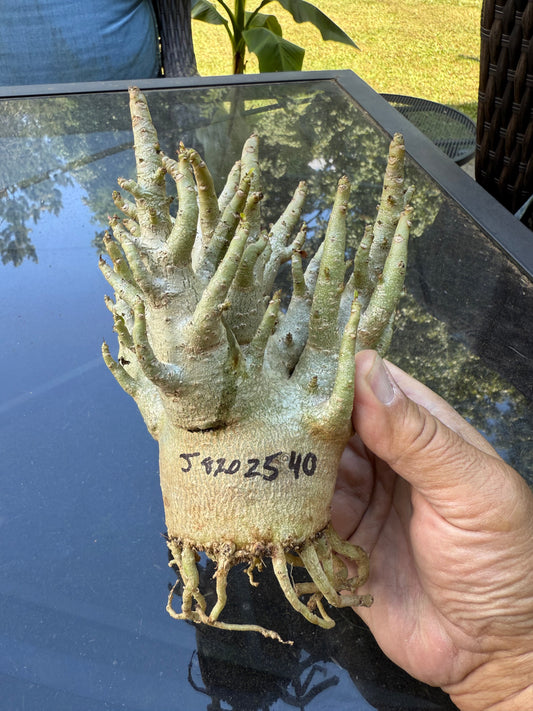 Adenium Thai Soco Arabicum hybrid 