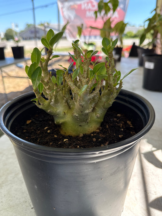 Adenium Socotranum Arabicum Hybrid