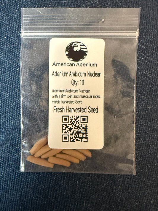 Adenium Arabicum Nuclear