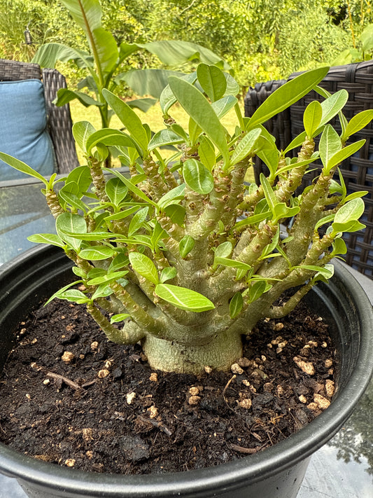 Adenium Arabicum Hybrid