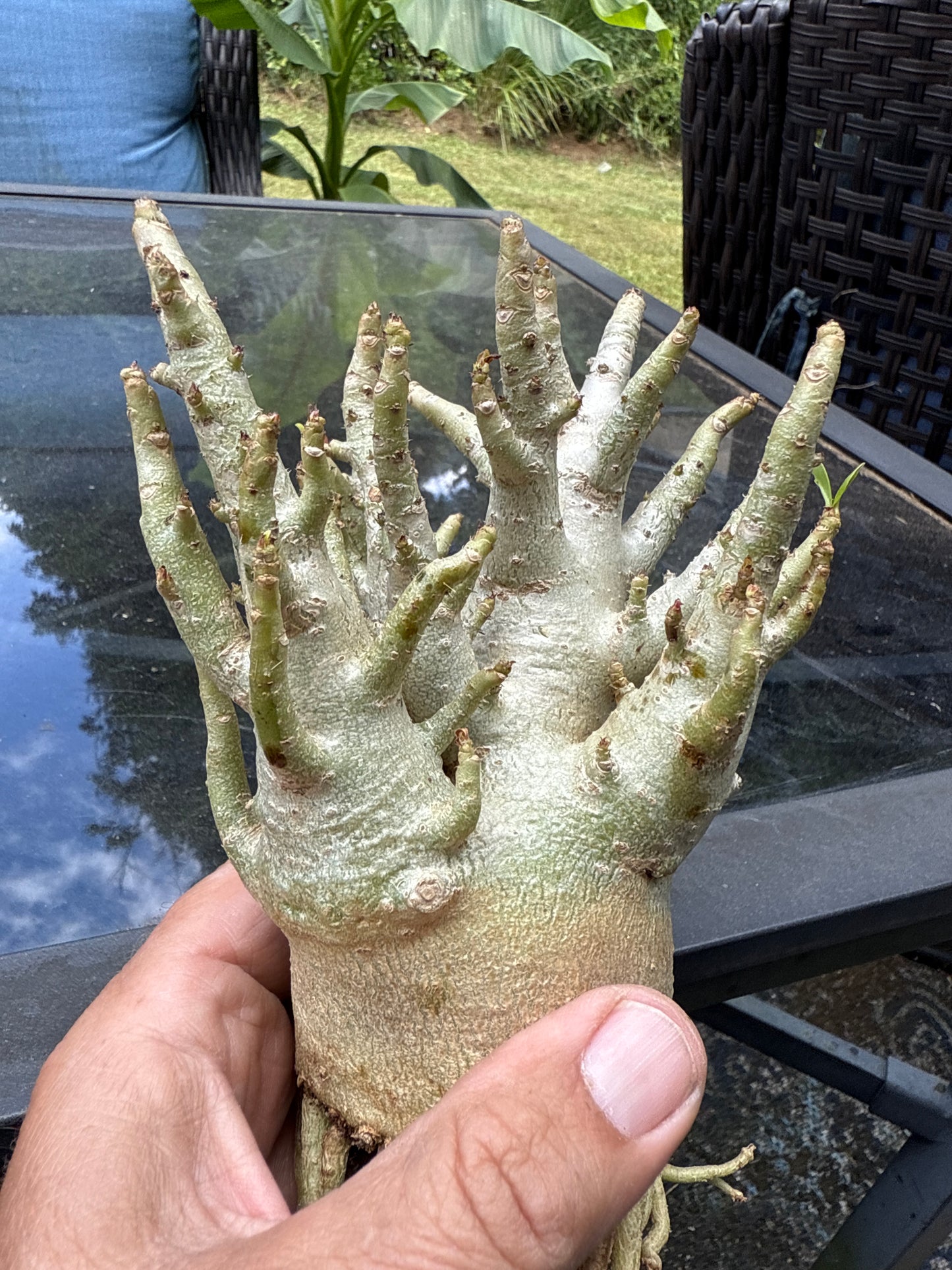 Adenium Thai Soco Arabicum hybrid 