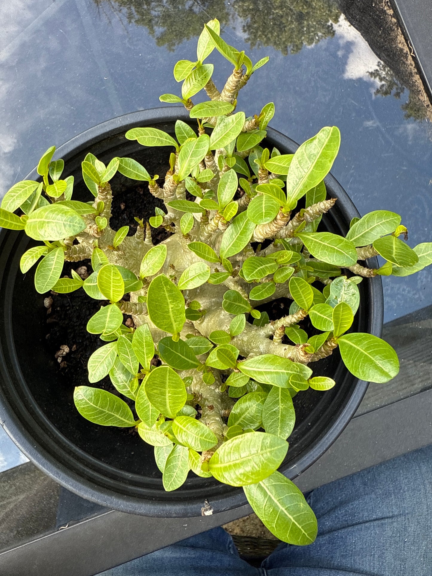 Adenium Arabicum Hybrid