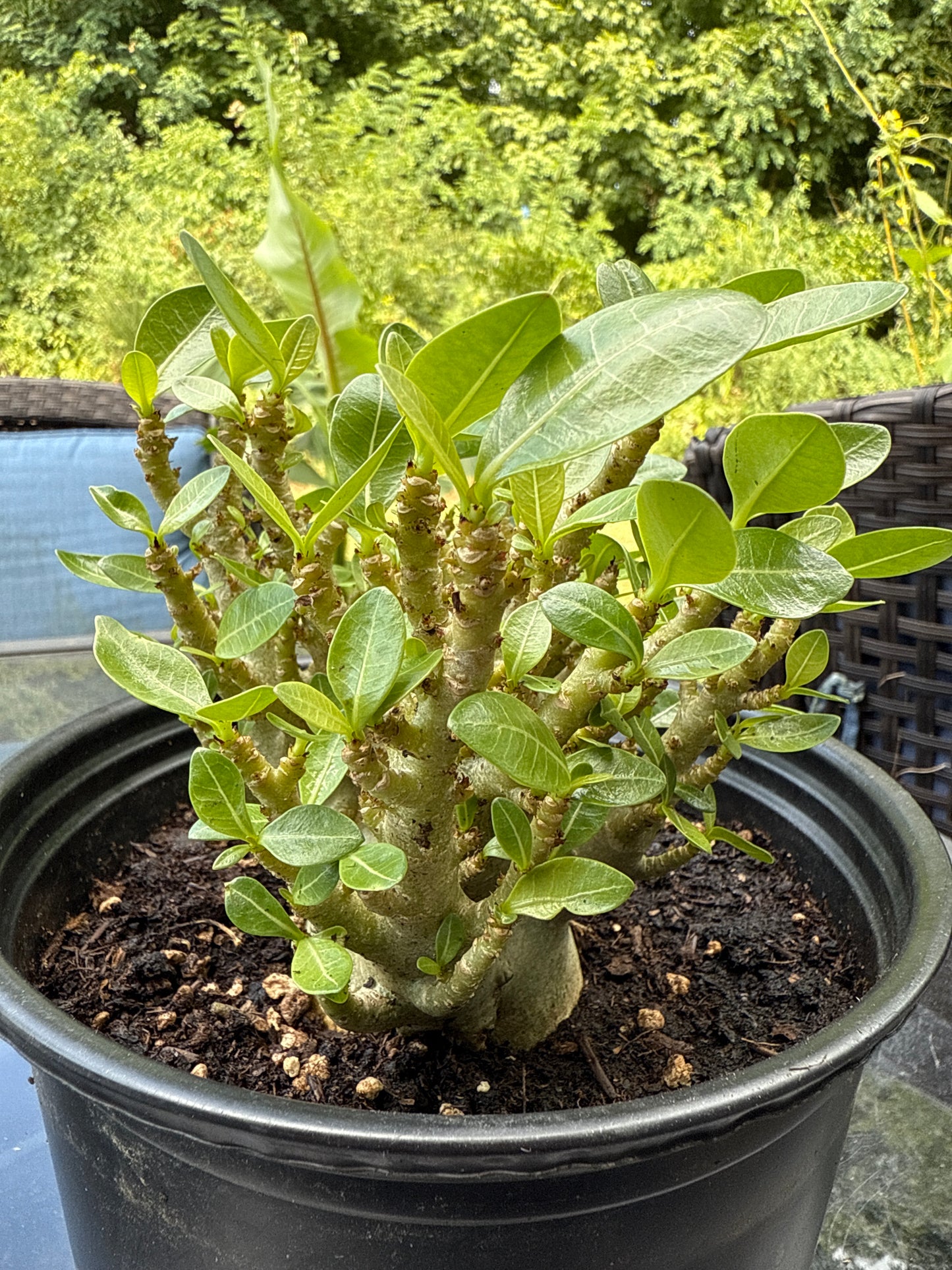 Adenium Arabicum Hybrid