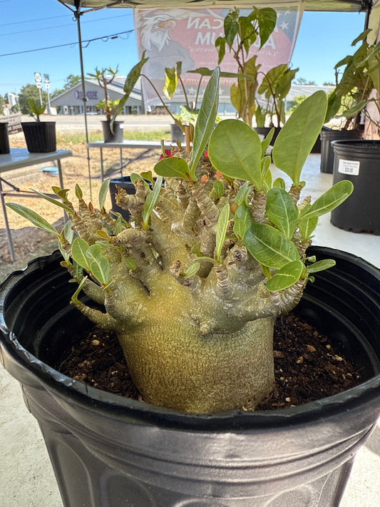 Adenium Socotranum Arabicum Hybrid
