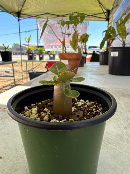 Adenium Arabicum ‘Moopha’