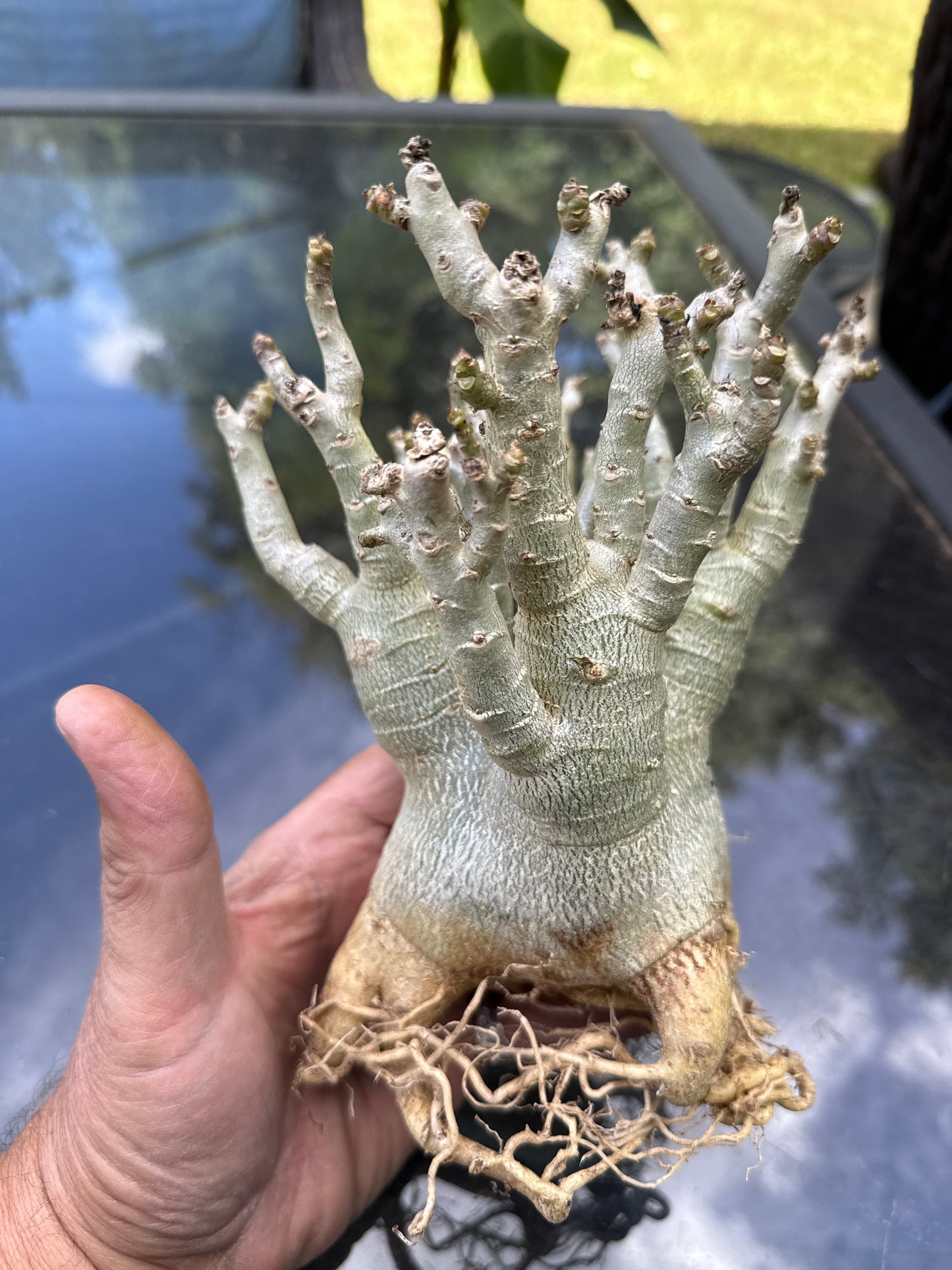 Adenium Thai Socotranum Arabicum