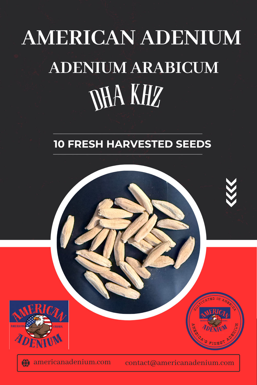 Adenium arabicum DHA KHZ — Ultra-Compact Thai Hybrid Seeds
