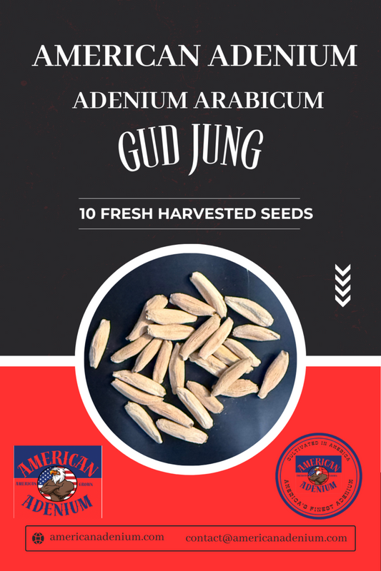Adenium Arabicum Gud Jung 10 seeds package