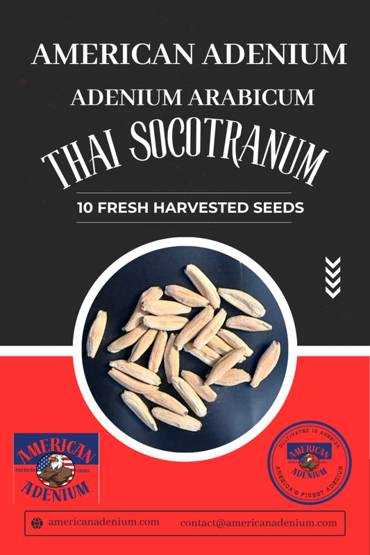 Adenium Arabicum  Socotranum Seeds