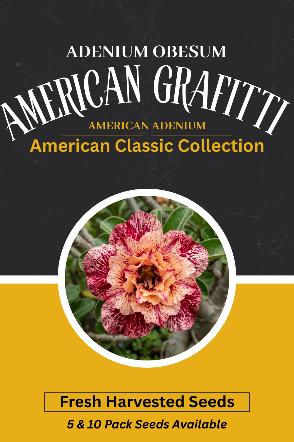 Adenium Obesum American Grafitti Seeds