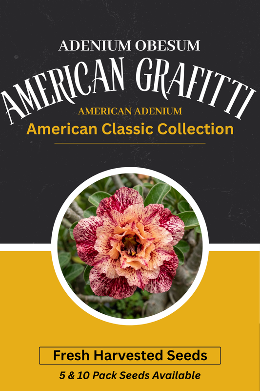 Adenium Obesum American Grafitti Seeds