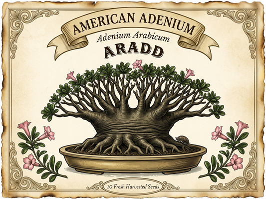 Adenium Arabicum Ara DD Seeds Qty 10 Seeds