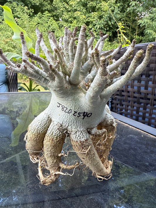 Adenium Thai Socotranum Arabicum