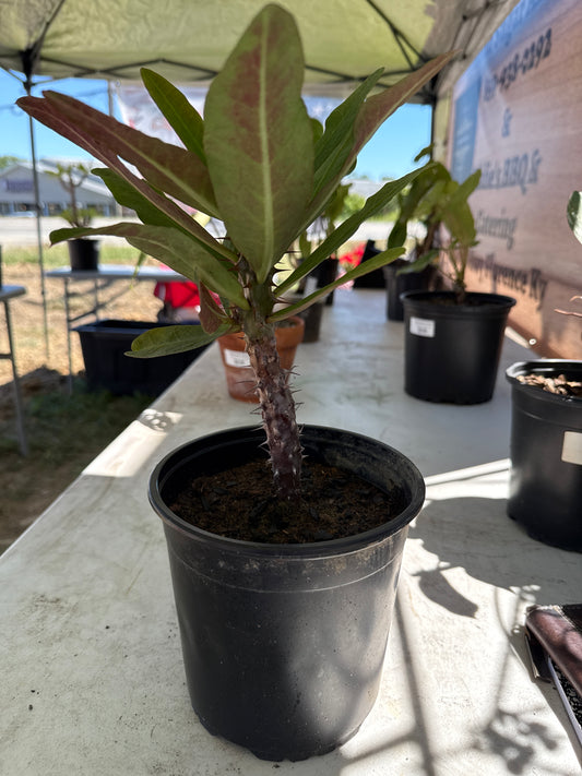 Euphorbia Milii Hybrid
