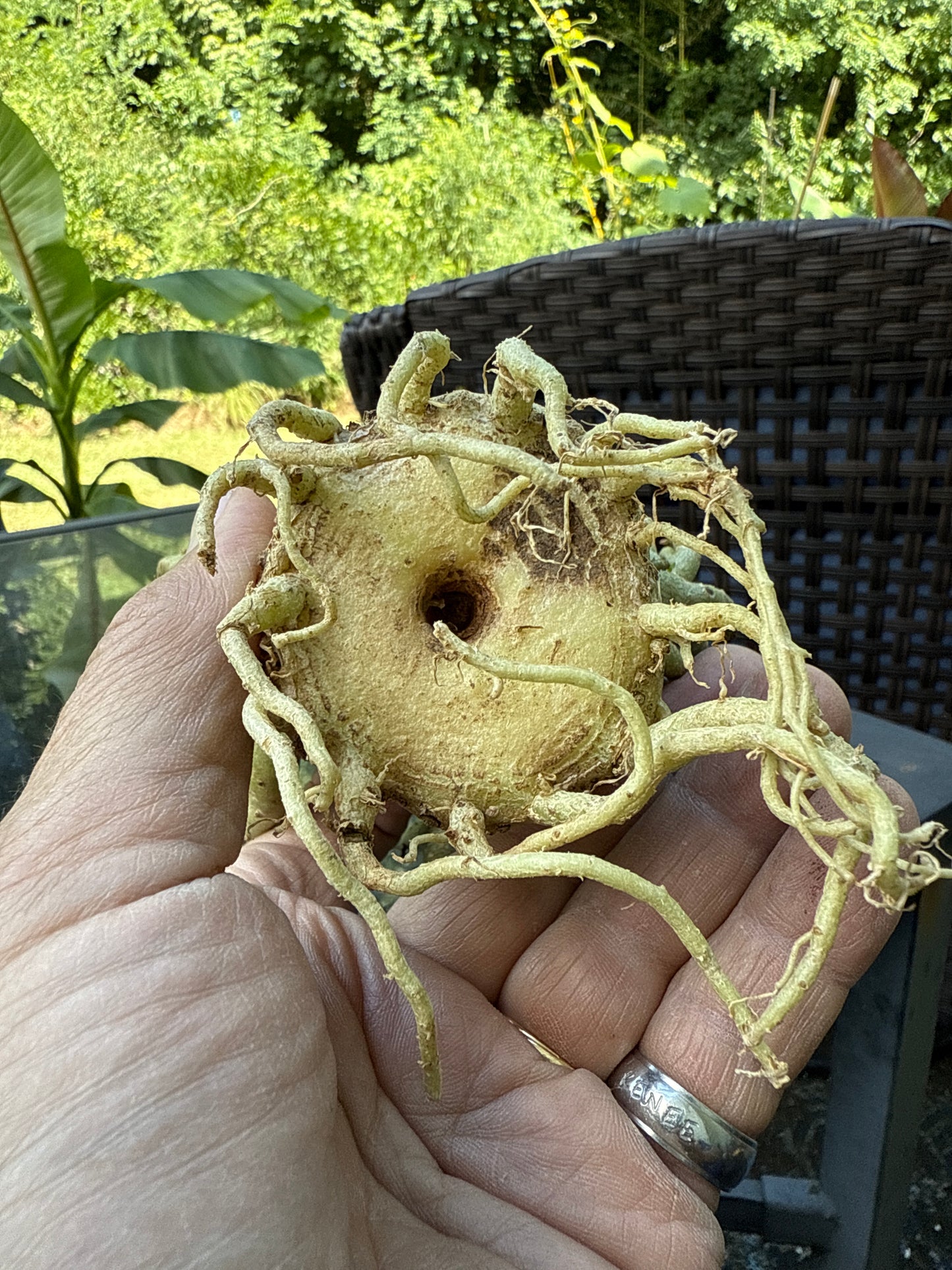 Adenium Thai Socotranum Arabicum Hybrid