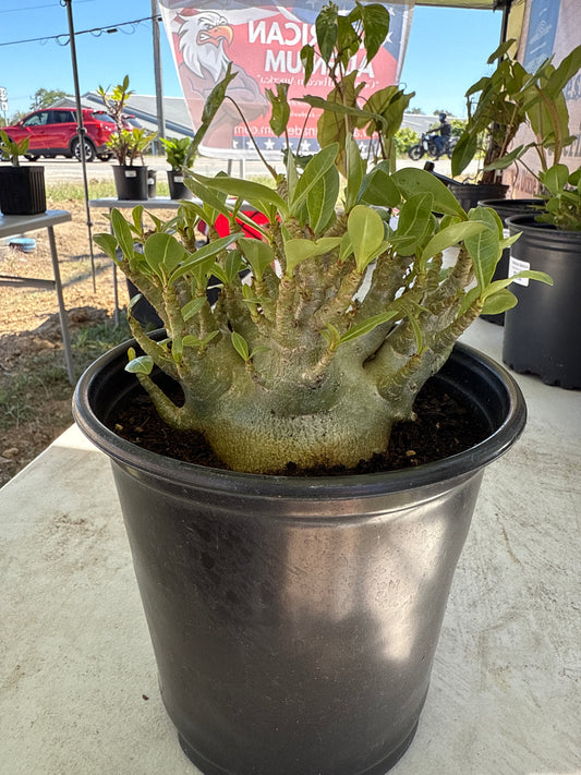 Adenium Socotranum Arabicum Hybrid