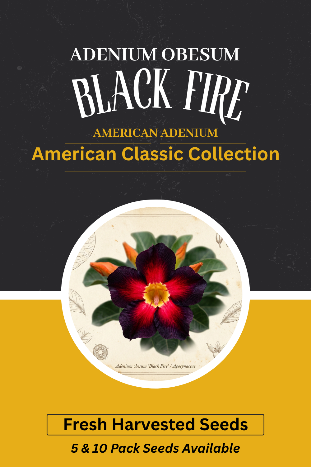Adenium obesum 'Black Fire' — Velvet Black to Crimson Desert Rose Seeds
