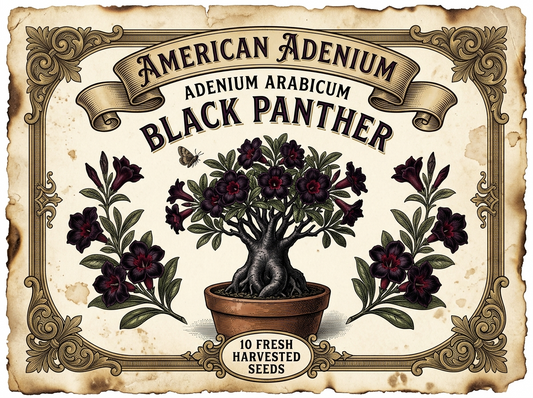 Adenium Arabicum Black Panther Qty 10 seeds