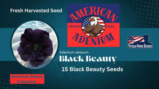 Black Beauty Adenium obesum seeds 15ct