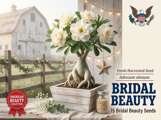 Bridal Beauty Adenium obesum seeds 15ct