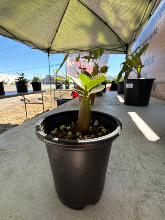 Adenium Arabicum ‘Mammoth’
