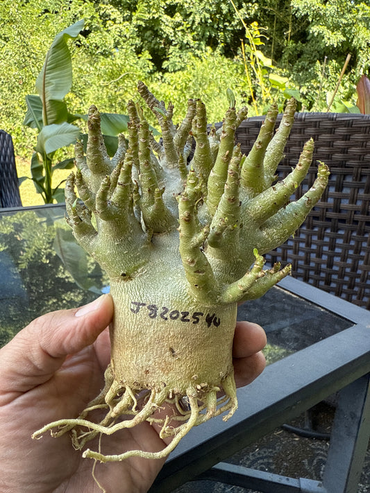 Adenium Thai Socotranum Arabicum Hybrid