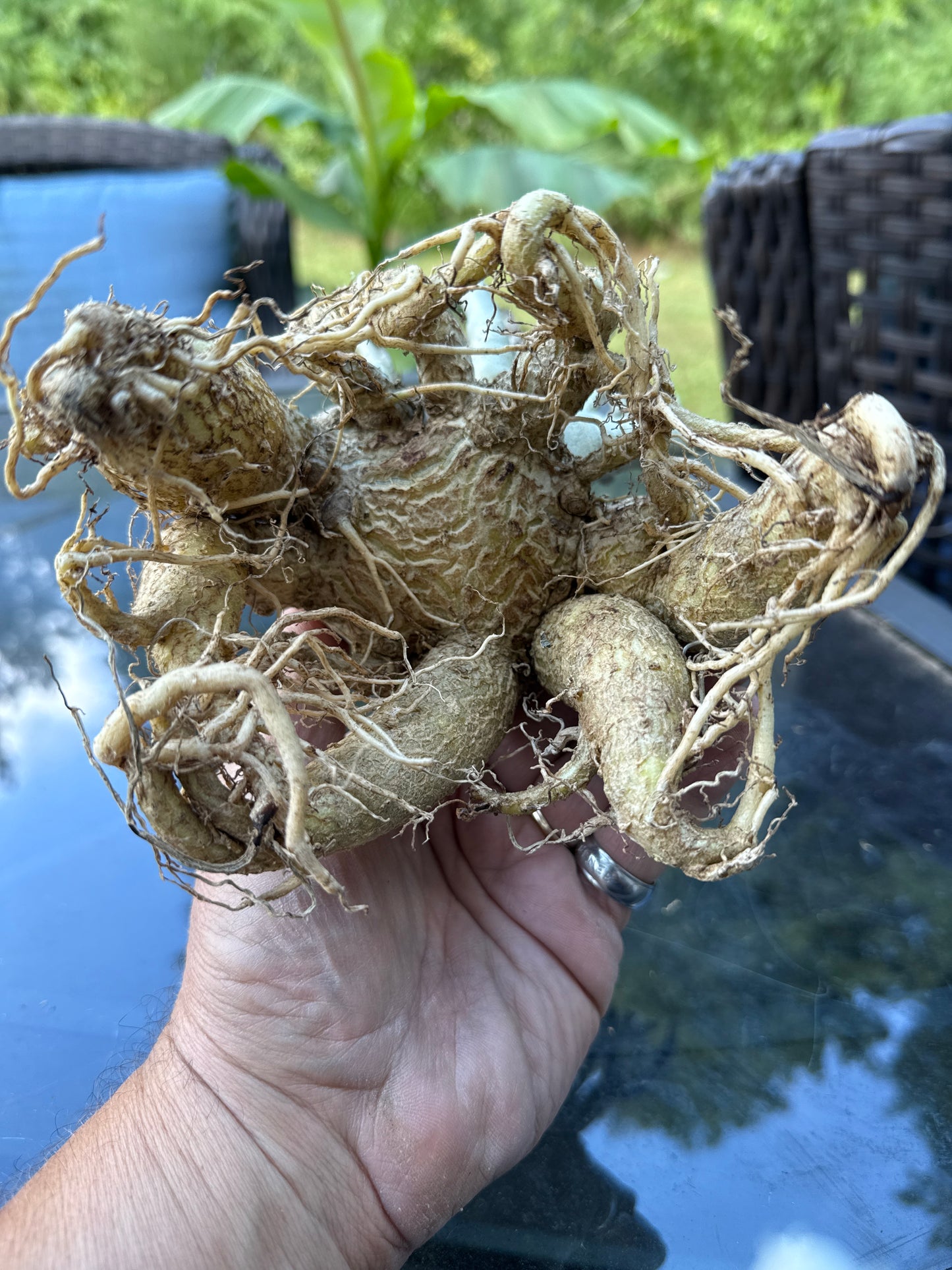 Adenium Thai Socotranum Arabicum