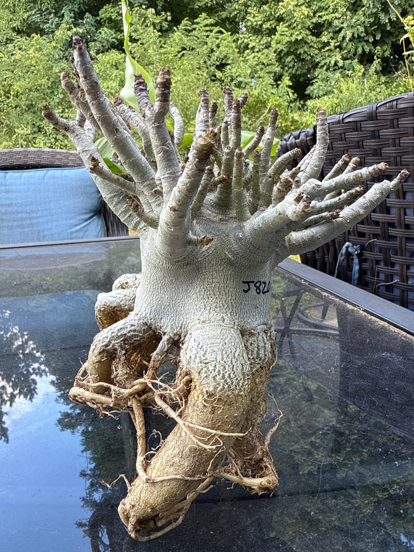 Adenium Thai Socotranum Arabicum