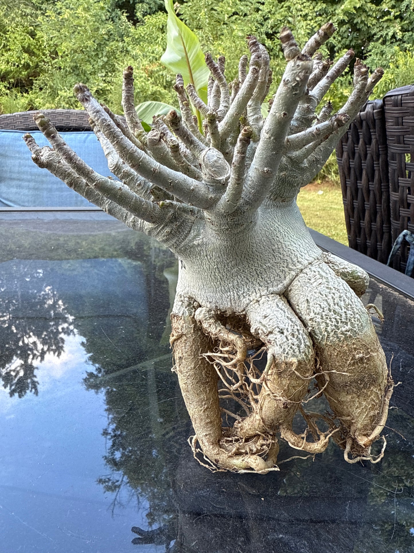 Adenium Thai Socotranum Arabicum