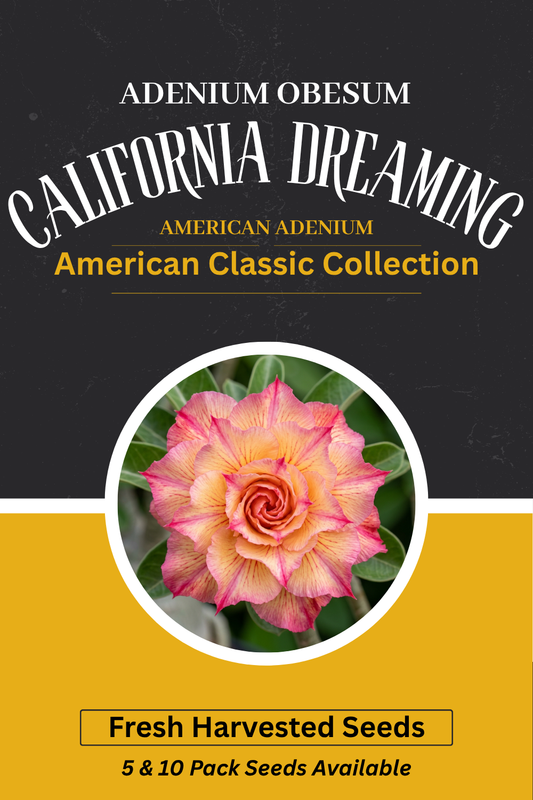 Adenium obesum 'California Dreaming' Seeds