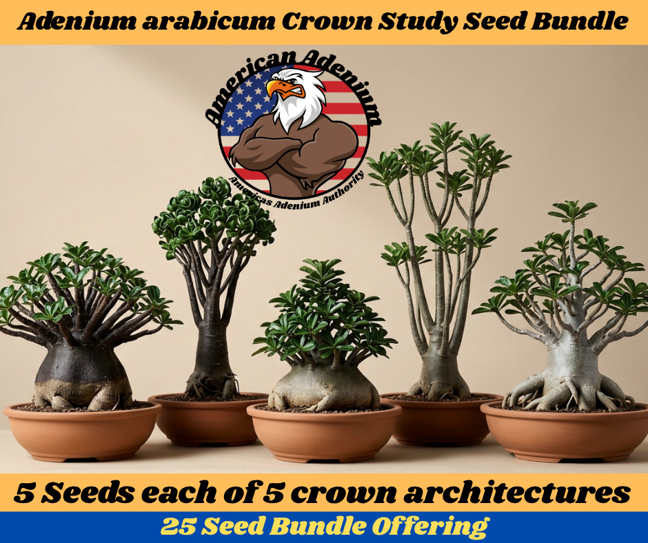 Five mature Adenium arabicum specimens showing radial, ball, stacked, candelabra and tiered skirt canopy forms