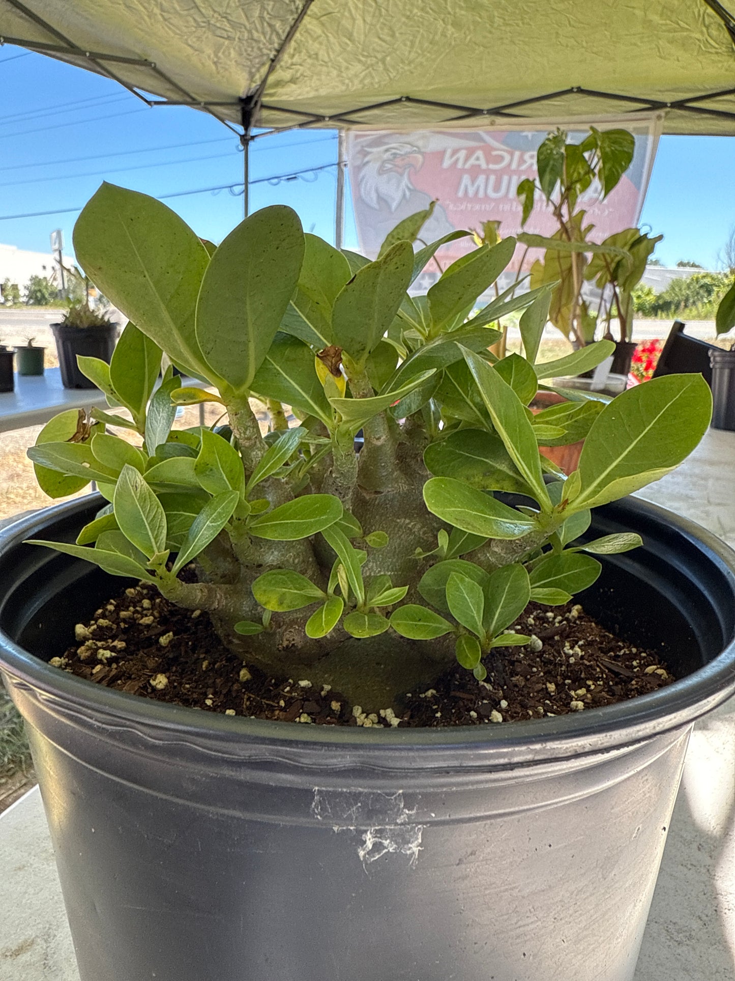 Adenium Socotranum Arabicum Hybrid