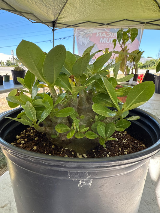 Adenium Socotranum Arabicum Hybrid