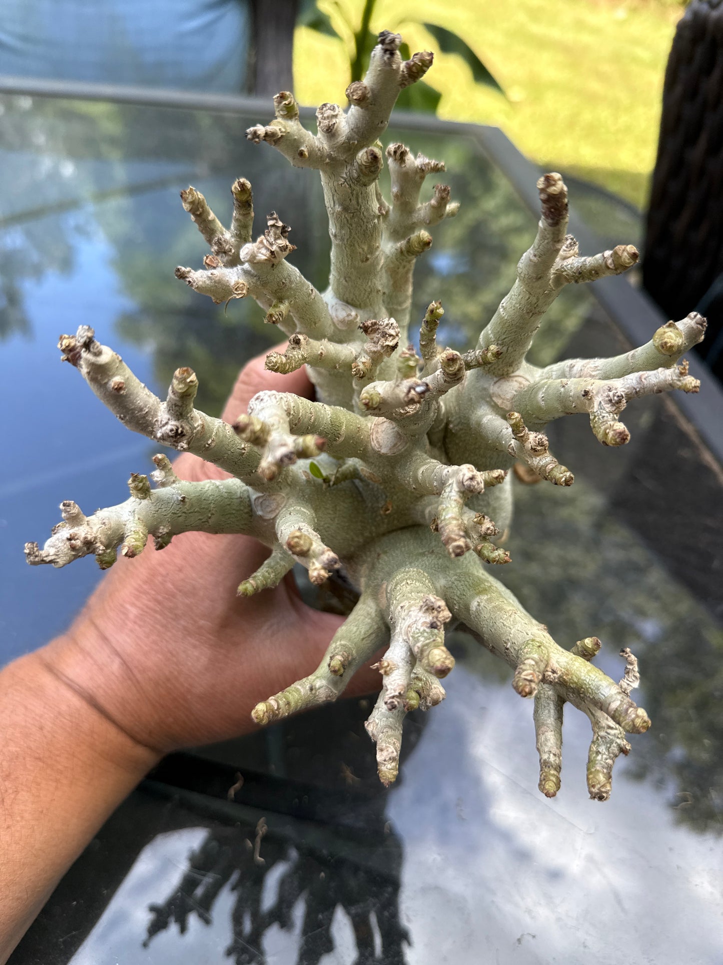 Adenium Thai Socotranum Arabicum