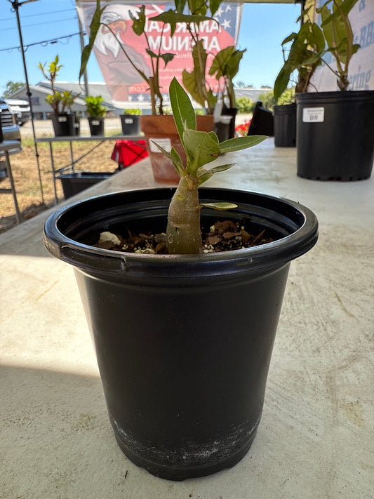 Adenium Arabicum ‘Hulk’