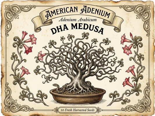 Adenium arabicum 'DHA Medusa' — Wide-Caudex Dorset Horn Thai Hybrid Seeds