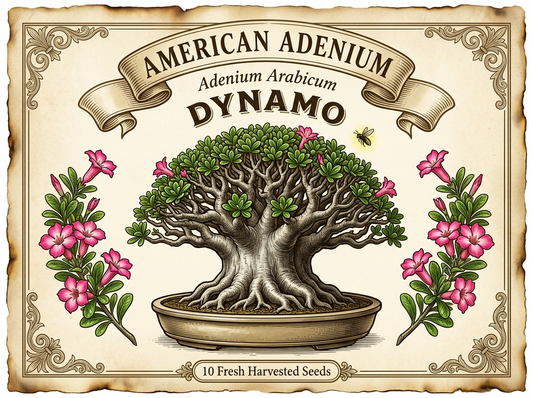 Adenium arabicum ‘Dynamo’ — Collector Seed Pack | 10 Seeds
