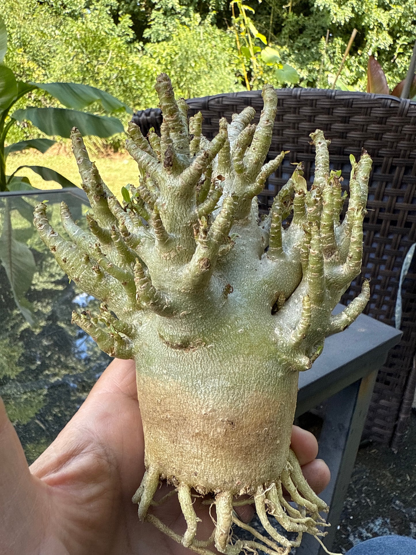 Adenium Thai Socotranum Arabicum Hybrid