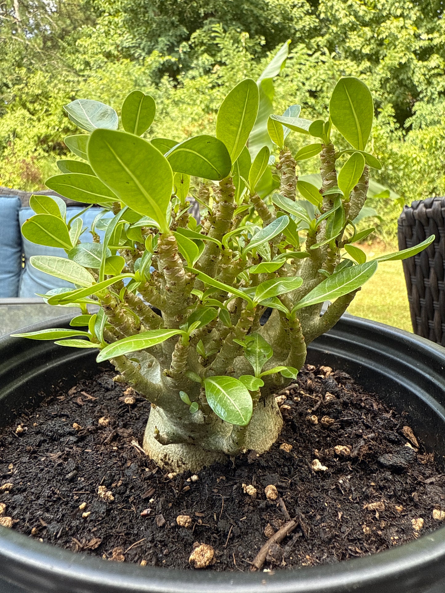 Adenium Arabicum Hybrid