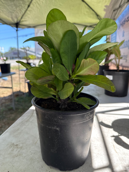 Euphorbia Milii Hybrid