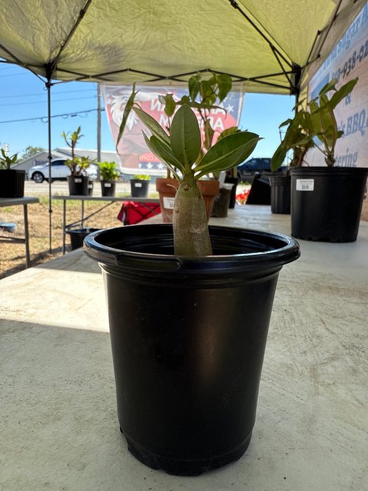 Adenium Arabicum’Hulk’