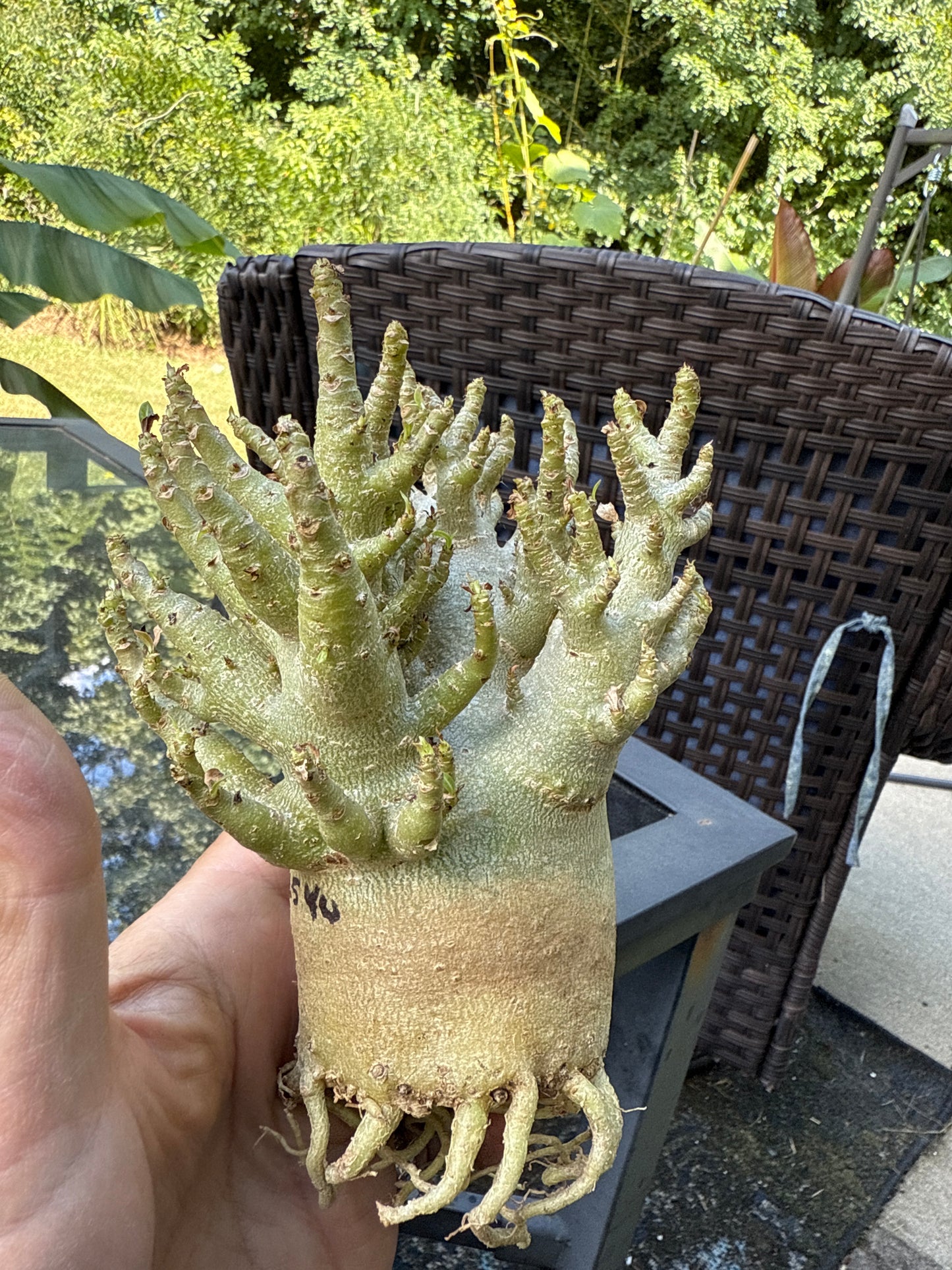 Adenium Thai Socotranum Arabicum Hybrid