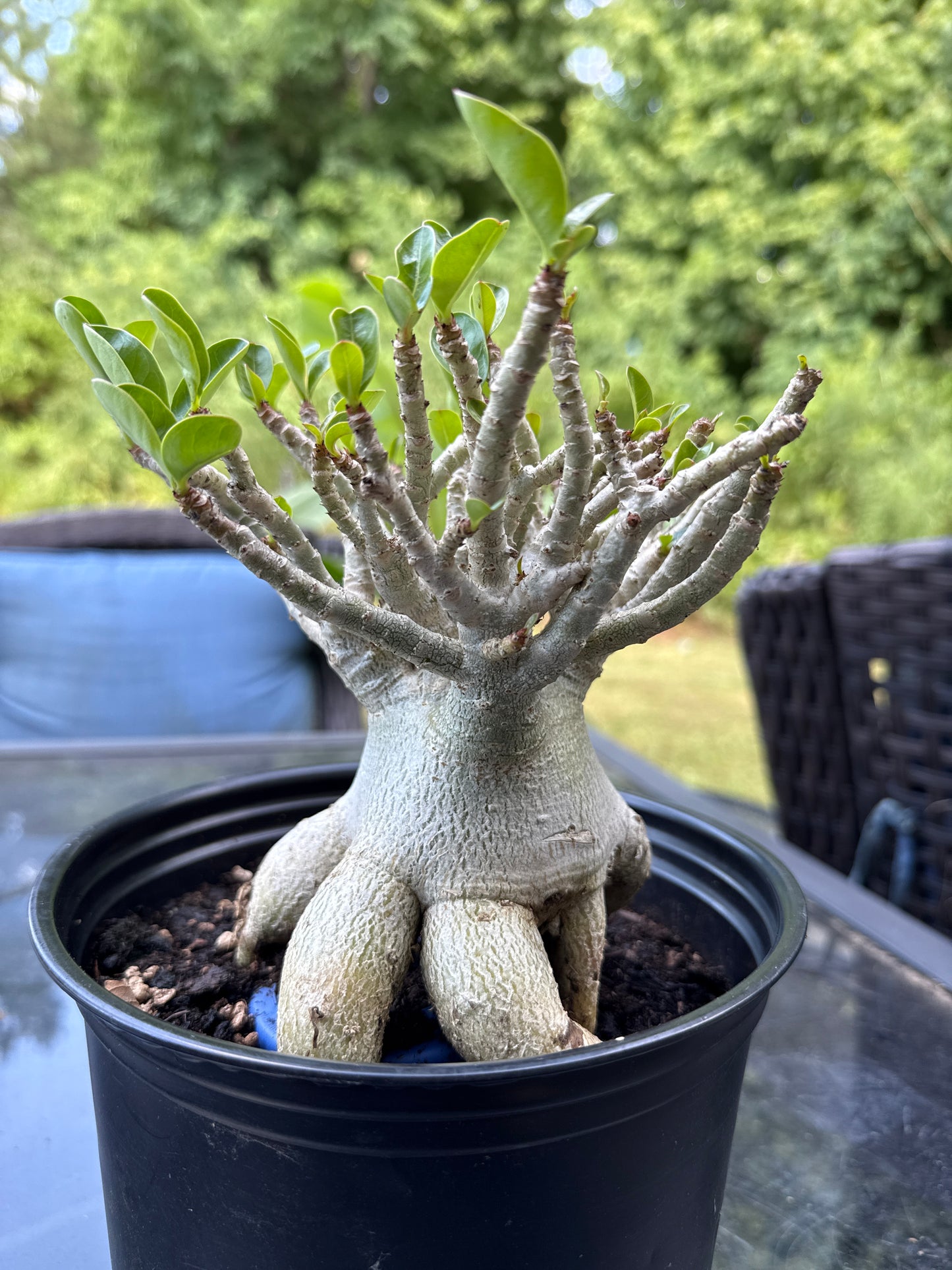 Adenium Arabicum Hybrid
