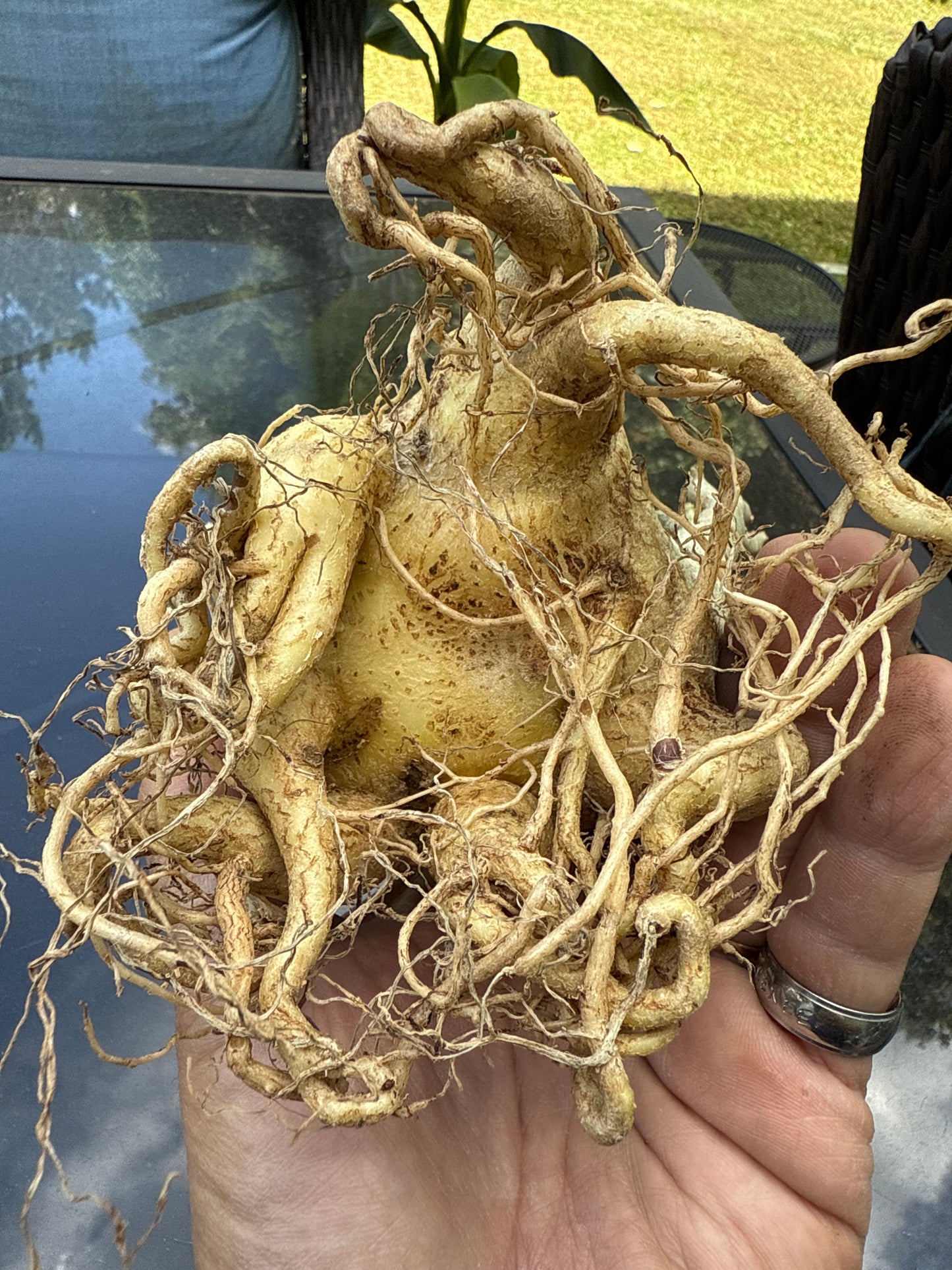 Adenium Thai Socotranum Arabicum