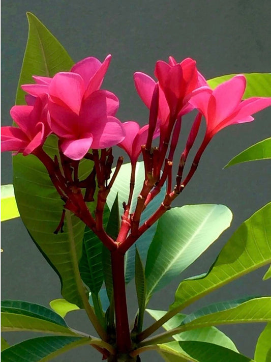Plumeria rubra Cutting — Deep Pink/Red | 7”+ Pre-Calloused